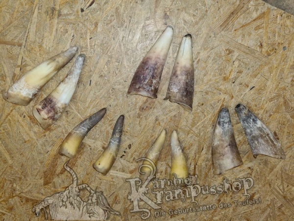 1 Paar Kuhhörner Klein