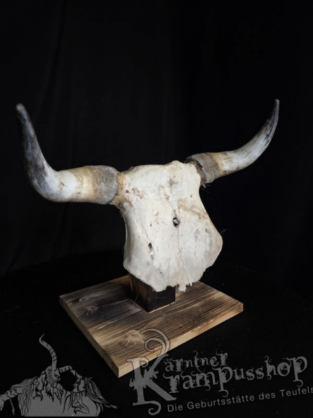 Kuhhörner mit Schädelplatte