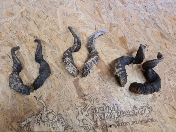 Heimische Widder NATUR Gerade gewachsen