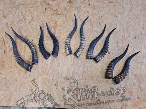 1 Paar Blessbockhörner Männlich