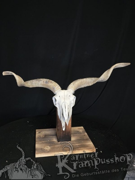 Zackelschaf Trophäe