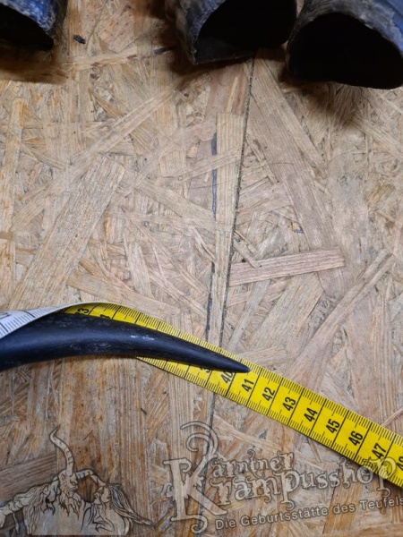 1 Paar Blessbockhörner Männlich