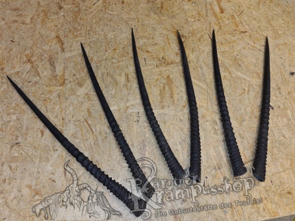 Orixantilope Paarweise