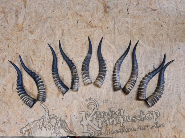 1 Paar Blessbockhörner Männlich