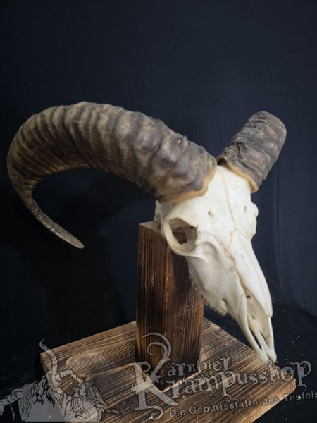 Mufflontrophäe
