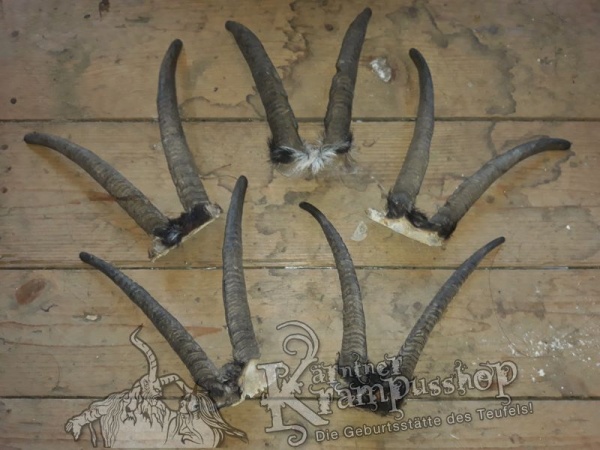 Gaiß Schädel mittel