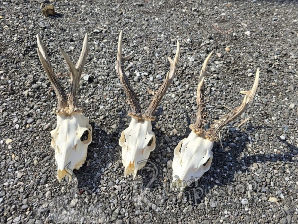 Reh Schädel mit Hörner Gross
