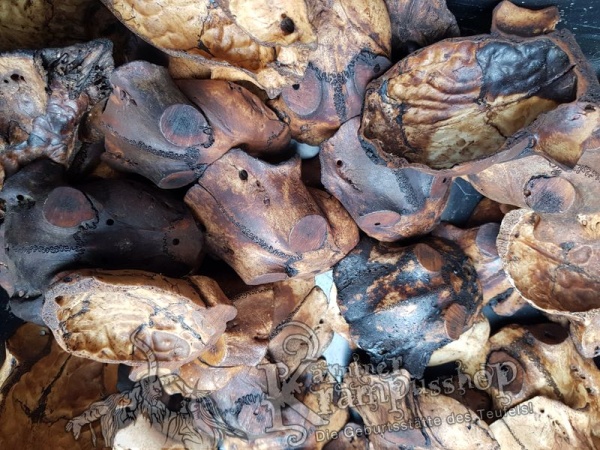 Schädelknochen Schädelkappen Antik