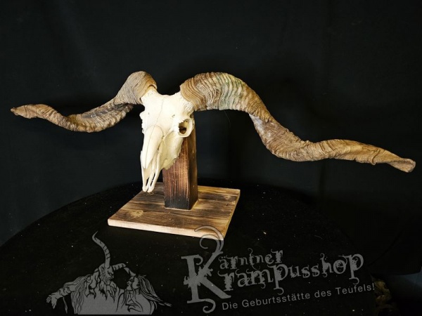 Hochland Widderhörner