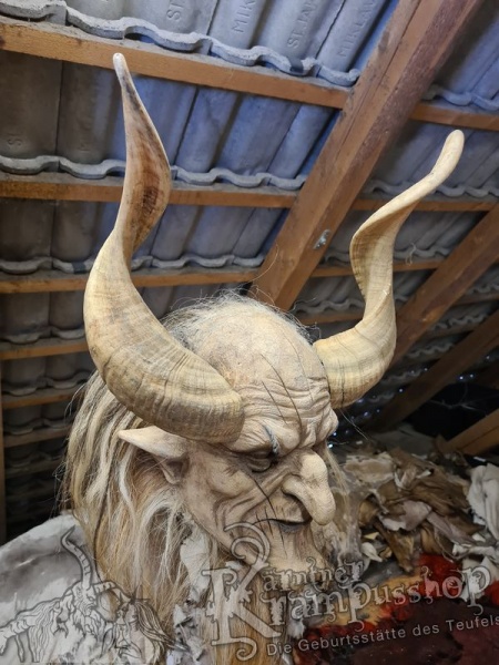 Afrikanische Widder Gross