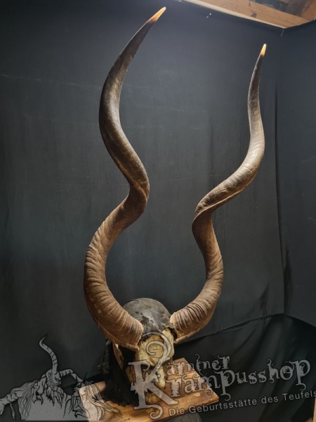 Kuduhörner Einzelstück