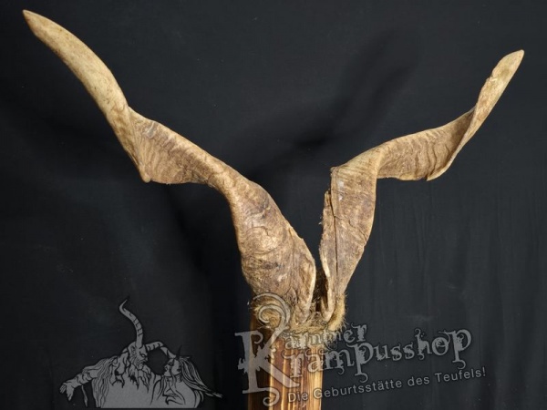 Ziegenbock mit Schädel aus der Region Apulien