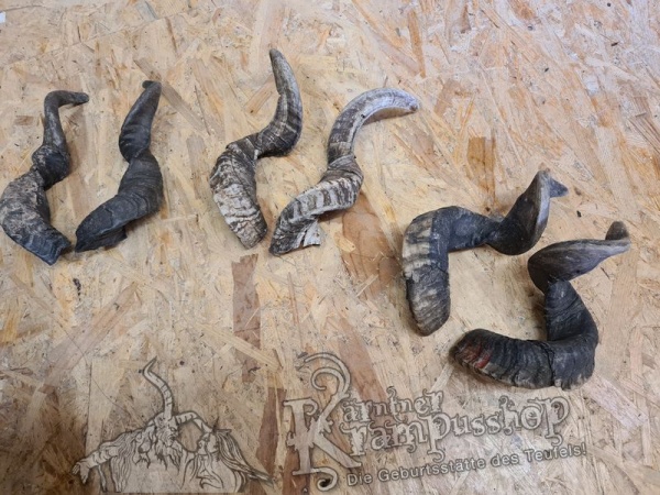 Heimische Widder NATUR Gerade gewachsen