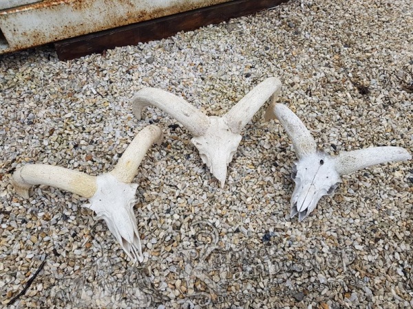 Mufflon Schädelknochen