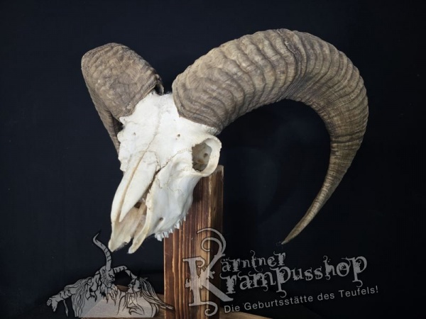 Mufflontrophäe