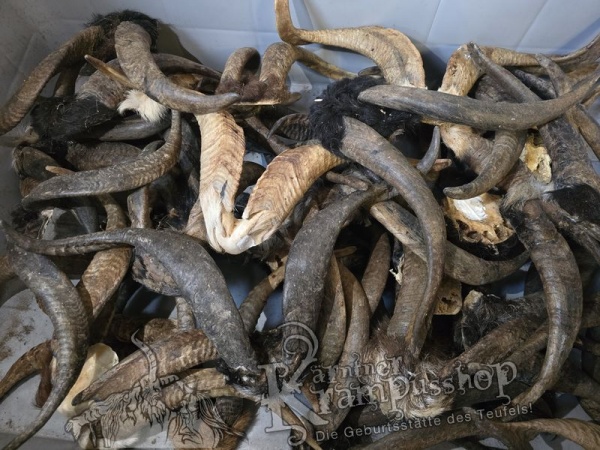 ANGEBOT Bockhörner mit Schädel Gemischt