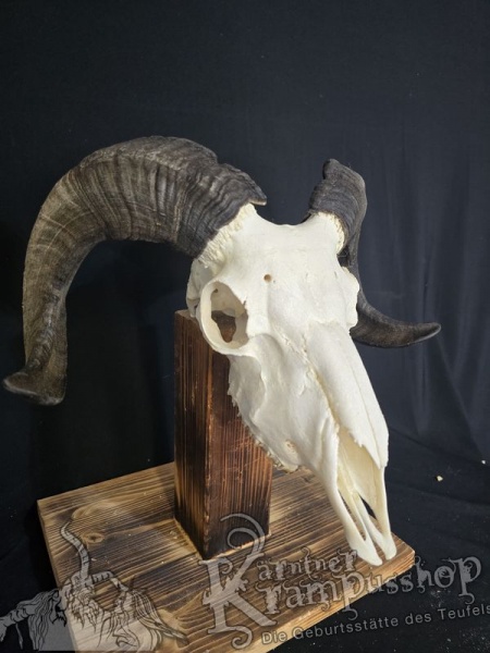 Haidschnucken Schädel