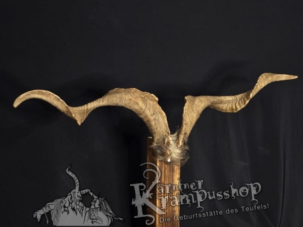 Ziegenbock mit Schädel aus der Region Apulien