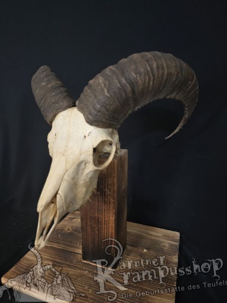 Mufflontrophäe