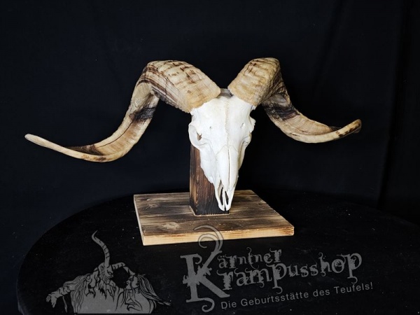 Hochland Widderhörner