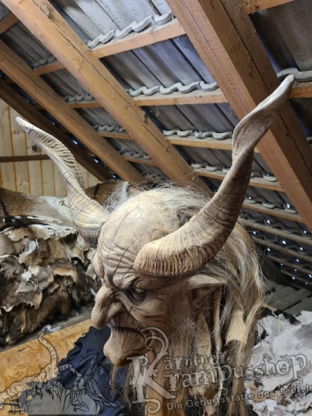 Afrikanische Widder Gross