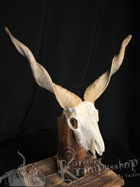 Zackelschaf Trophäe