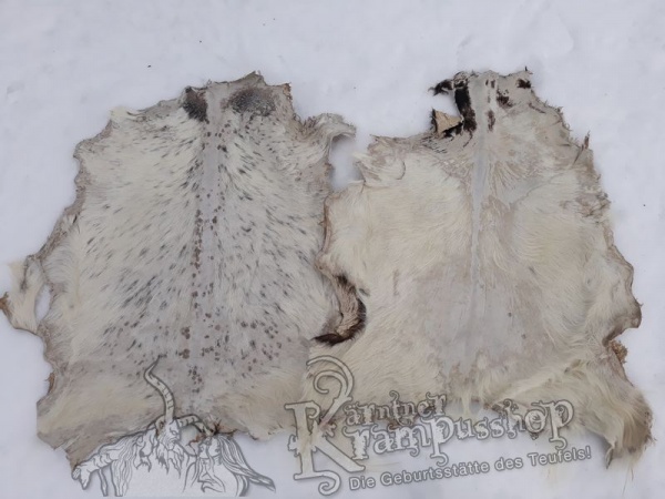 Ziegenfell ausrasiert Weiss