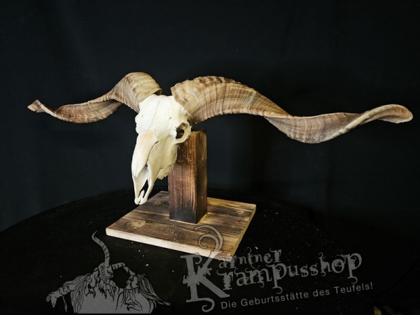 Hochland Widderhörner