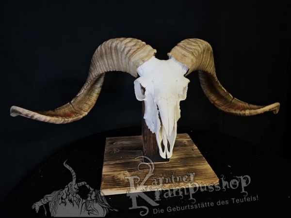 Hochland Widderhörner