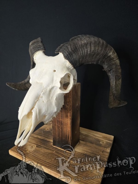 Haidschnucken Schädel