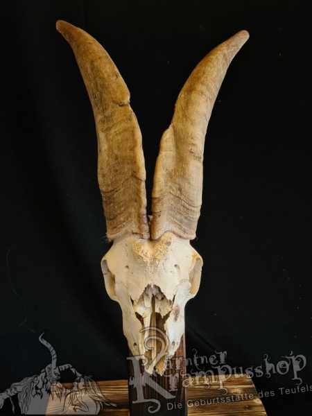 Ziegenbock Schädel