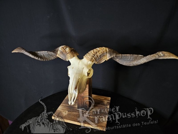 Hochland Widderhörner