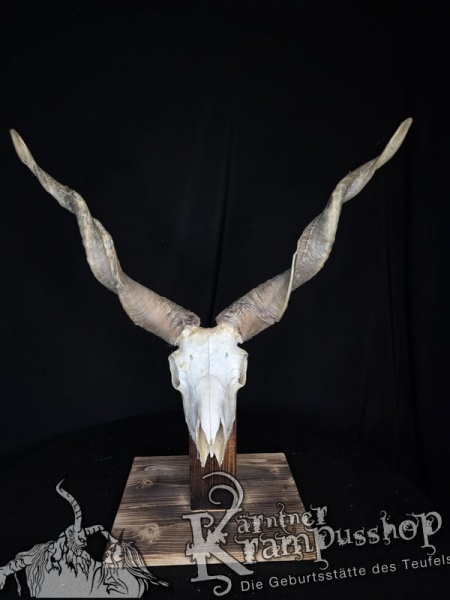 Zackelschaf Trophäe