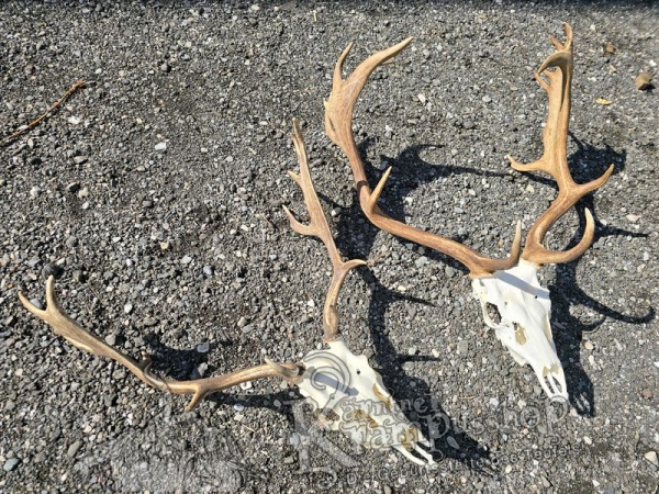Dammhirsch Trophäe