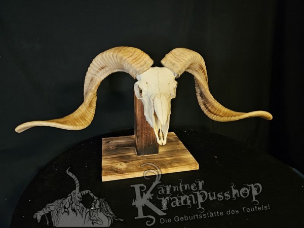 Hochland Widderhörner