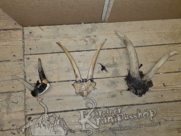 Ziegenbock Schädel Bastelknochen