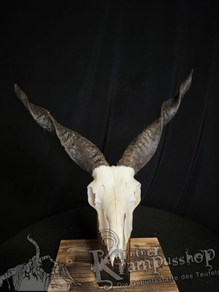 Zackelschaf Trophäe