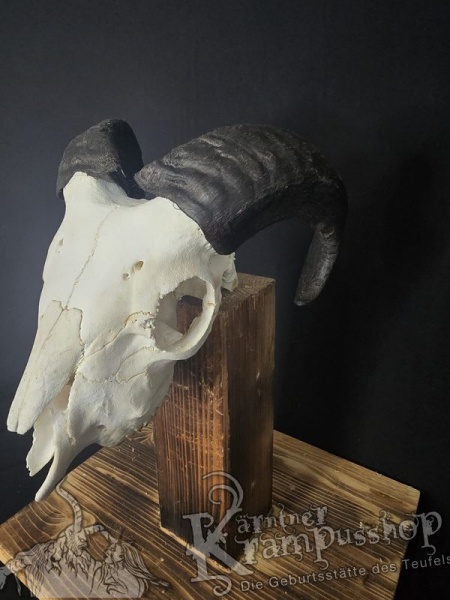 Haidschnucken Schädel