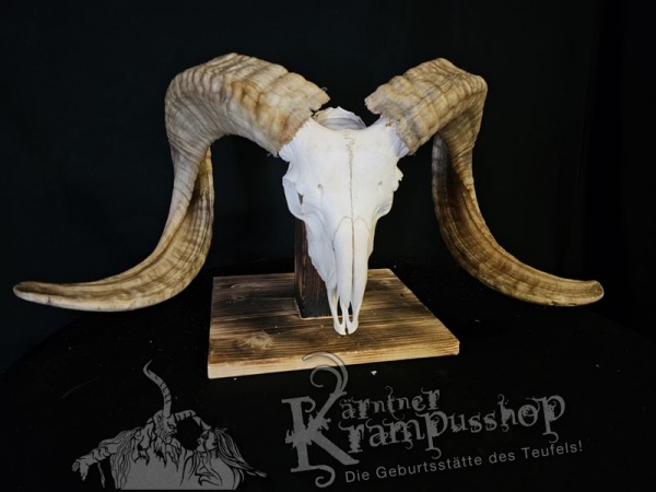 Hochland Widderhörner