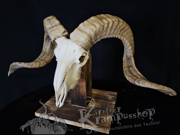 Hochland Widderhörner