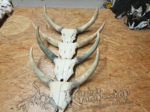 Schädelknochen vom Watussi