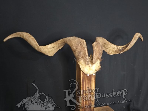 Ziegenbock mit Schädel aus der Region Apulien