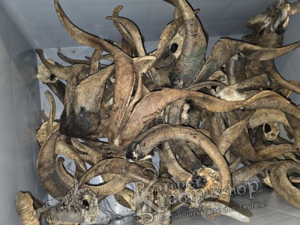 ANGEBOT Bockhörner mit Schädel Gemischt