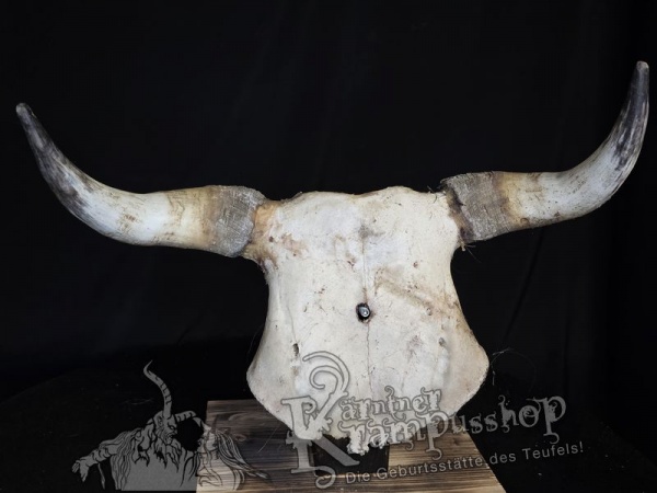Kuhhörner mit Schädelplatte