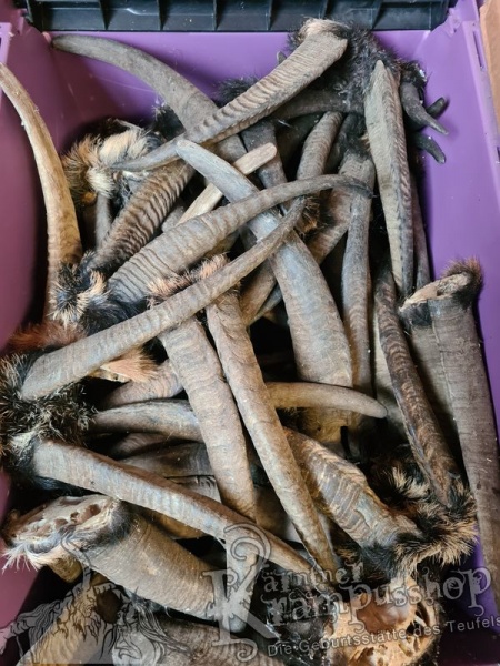 Gaishörner SCHNITZERPACKET