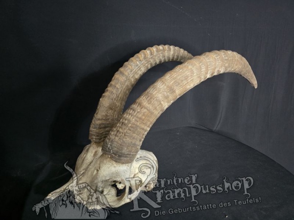 Pferdeantilope Einzelstück