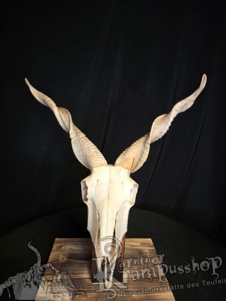Zackelschaf Trophäe