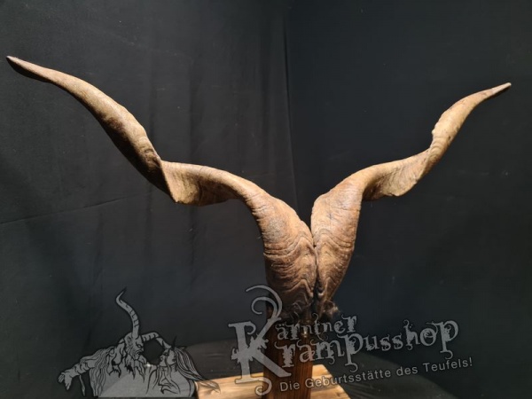 Ziegenbock mit Schädel aus der Region Apulien