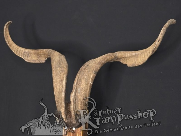 Ziegenbock mit Schädel aus der Region Apulien