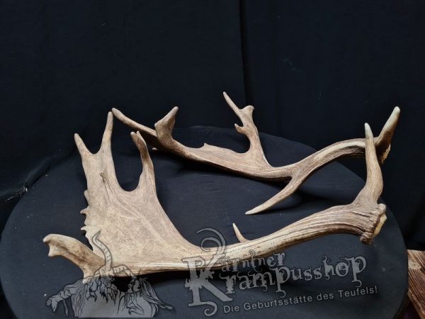 Ein Paar Damhirschschaufeln Gross